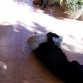 Jugando con Jazz